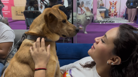 Los 11 lomitos están esterilizados, vacunados y con un previo proceso de socialización