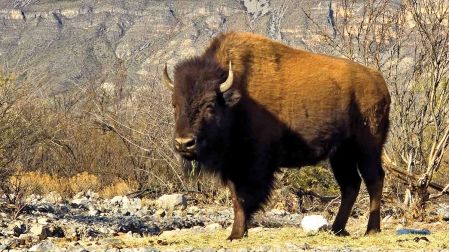 Ejemplar de bisonte americano 2.