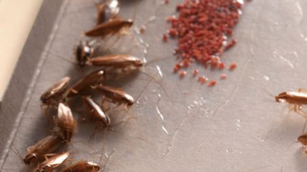 Cebos caseros para cucarachas: mezclas efectivas y consejos para eliminarlas de casa