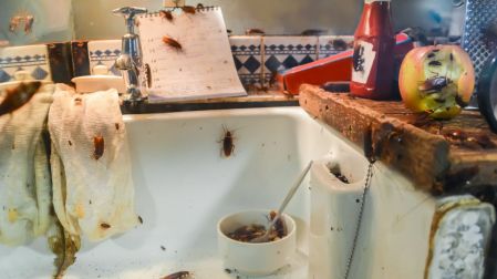 Cebos caseros para cucarachas: mezclas efectivas y consejos para eliminarlas de casa