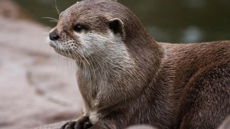 Cuánto cuesta tener una nutria en México