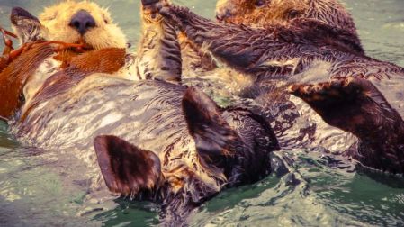 Cuánto cuesta tener una nutria en México