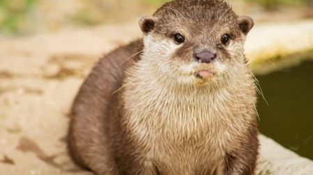 Cuánto cuesta tener una nutria en México