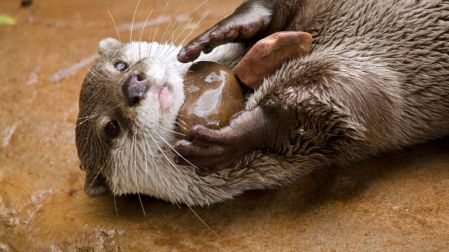 Cuánto cuesta tener una nutria en México