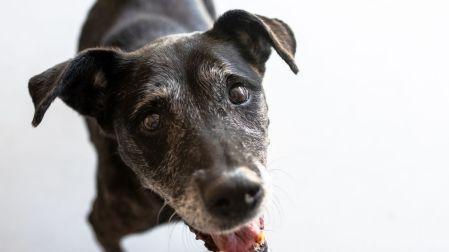 Mitos sobre los perros mestizos