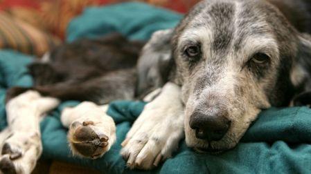 Mitos sobre los perros mestizos