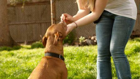 Mitos sobre los perros mestizos