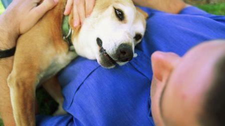 Mitos sobre los perros mestizos