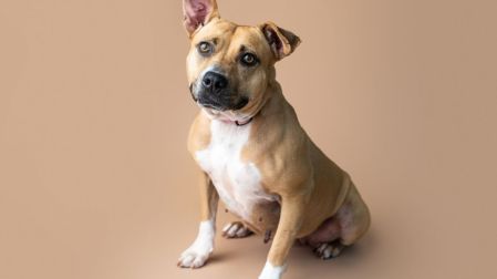 Mitos sobre los perros mestizos