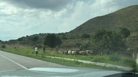 Animales que quedaron varados tras un accidente en el Arco Norte