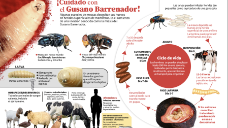 Gusano barrenador