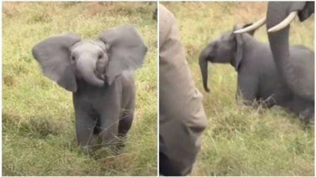 El curioso encuentro ocurrió durante un safari en Sudáfrica y rápidamente dio la vuelta al mundo en redes sociales.