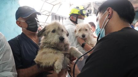 Los animales fueron trasladados al hospital veterinario de la Ciudad de México para recibir atención médica,