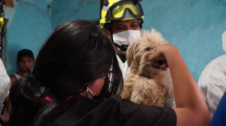 Los animales fueron trasladados al hospital veterinario de la Ciudad de México para recibir atención médica,