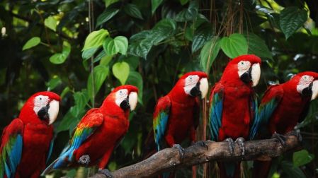 ¿Es legal tener un loro en México?