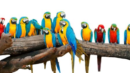 ¿Es legal tener un loro en México?