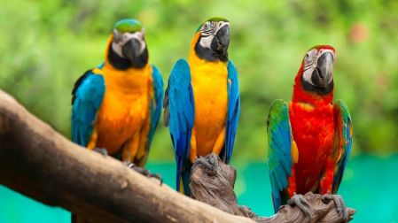 ¿Es legal tener un loro en México?