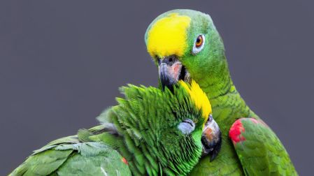¿Por qué los loros hablan?