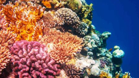 Arrecifes de coral en México
