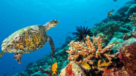 Arrecifes de coral en México