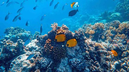 Arrecifes de coral en México