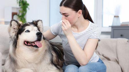 ¿Cómo eliminar el mal aliento de tu perro?
