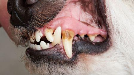 ¿Cómo eliminar el mal aliento de tu perro?