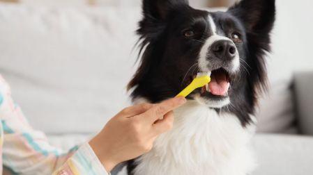 ¿Cómo eliminar el mal aliento de tu perro?