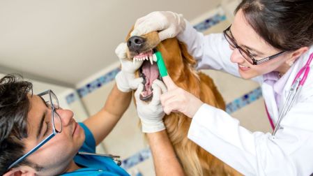 ¿Cómo eliminar el mal aliento de tu perro?
