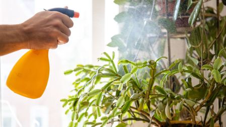 Abrillantador para plantas