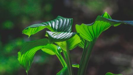 Abrillantador para plantas