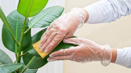 Abrillantador para plantas