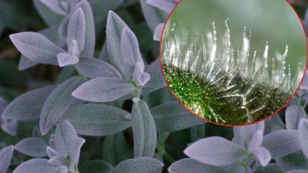 Abrillantador para plantas