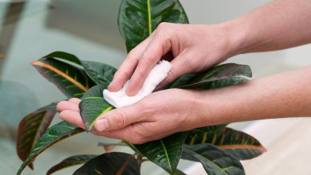 Abrillantador para plantas