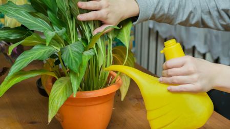 Abrillantador para plantas