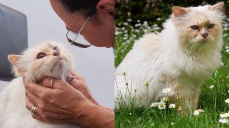 La felina mantiene algunos ingresos por colaboraciones comerciales, aunque están lejos de la fortuna que se le atribuía.