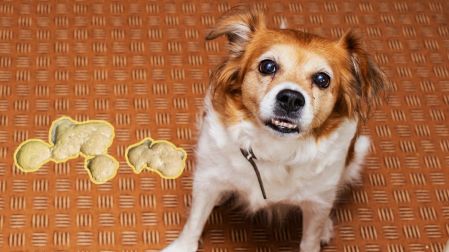¿Por qué mi perro vomita amarillo? Causas, señales de alerta y cuándo acudir al veterinario