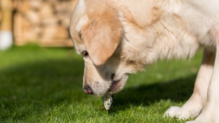 ¿Por qué mi perro vomita amarillo? Causas, señales de alerta y cuándo acudir al veterinario