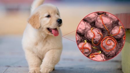 ¿Por qué mi perro vomita amarillo? Causas, señales de alerta y cuándo acudir al veterinario