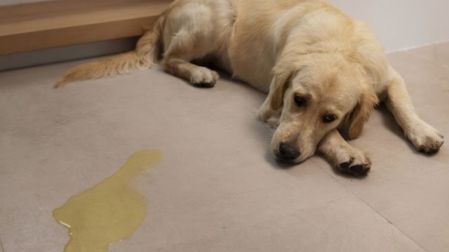 ¿Por qué mi perro vomita amarillo? Causas, señales de alerta y cuándo acudir al veterinario