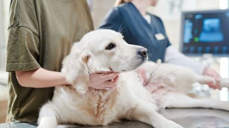 ¿Por qué mi perro vomita amarillo? Causas, señales de alerta y cuándo acudir al veterinario