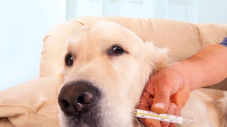 ¿Por qué mi perro vomita amarillo? Causas, señales de alerta y cuándo acudir al veterinario