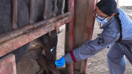 El Gusano Barrenador del Ganado no se transmite a través de la carne y no representa riesgo para la inocuidad alimentaria ni para el consumidor.