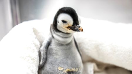 El pingüino emperador está clasificado "En Peligro"