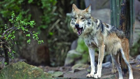 Lobo mexicano, padre de seis lobesnos del Zoológico de Chapultepec.