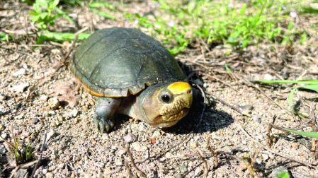 La tortuga casquito de Vallarta es una especie microendémica descubierta apenas en 2018 y que siete años después ya se encuentra en crítico peligro de extinción.