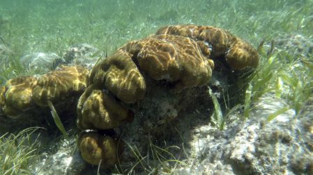 Formación de coral vivo rodeado de pasto marino bajo el agua transparente del arrecife de Mahahual.
