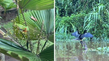 Qué hacer en Tortuguero: 5 experiencias imperdibles en el Amazonas de Costa Rica