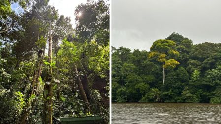 Qué hacer en Tortuguero: 5 experiencias imperdibles en el Amazonas de Costa Rica
