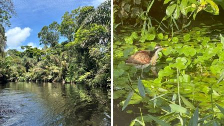 Qué hacer en Tortuguero: 5 experiencias imperdibles en el Amazonas de Costa Rica